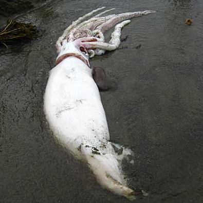 Illustration for article titled 13-foot-long giant squid washes up on New Zealand beach